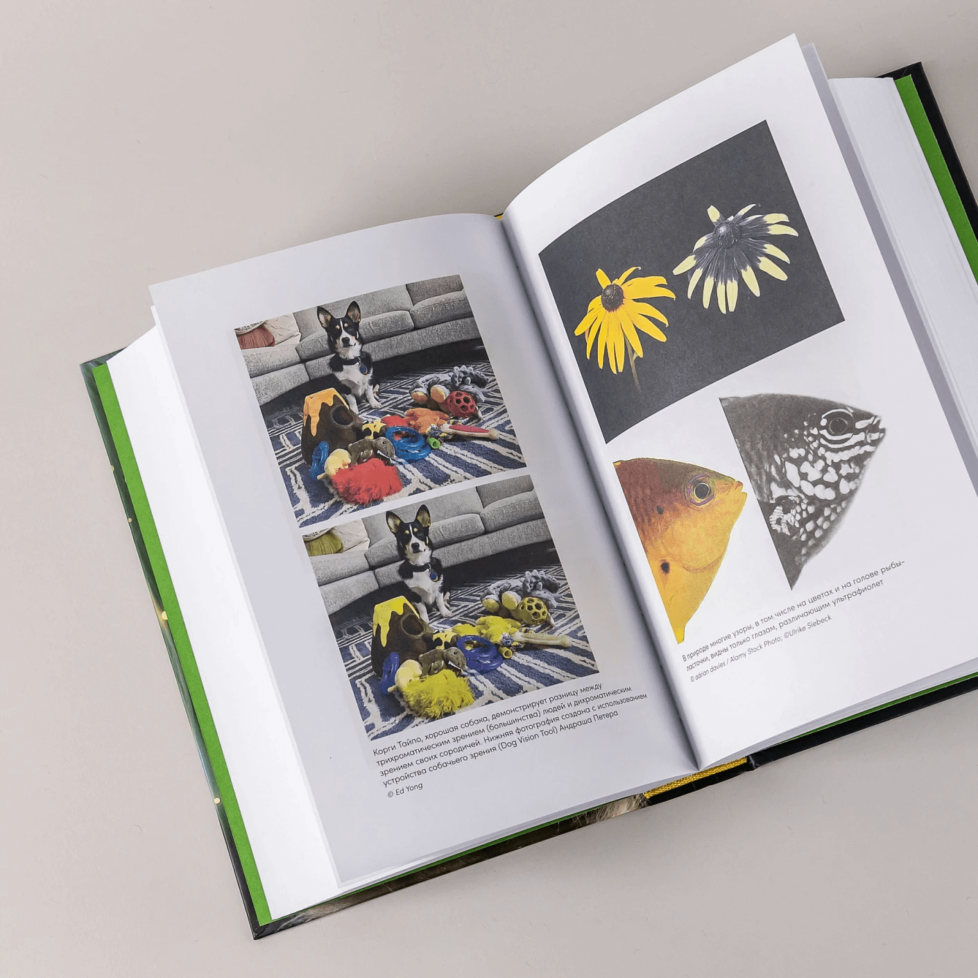 Необъятный мир: как животные ощущают скрытую от нас реальность