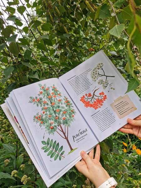 Мой гербарий. Листья деревьев