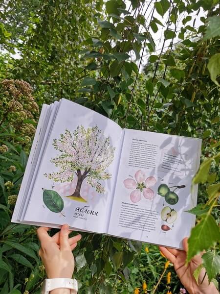 Мой гербарий. Листья деревьев