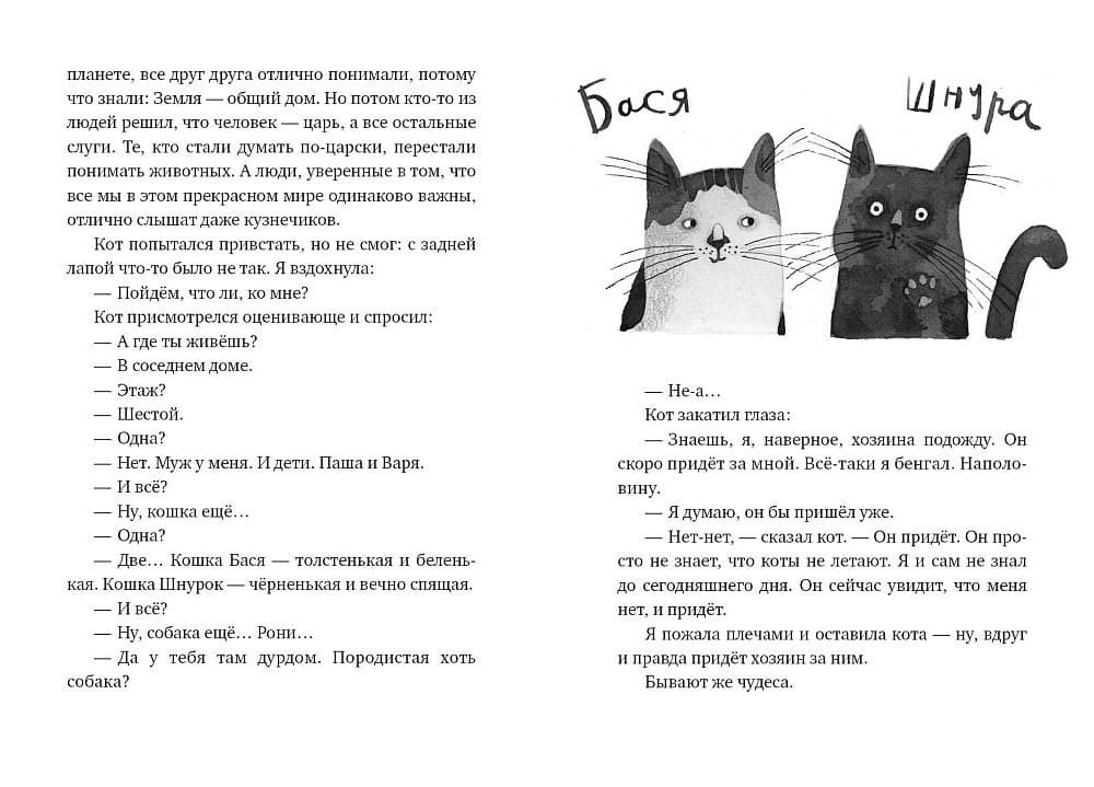 Кот прямо с неба
